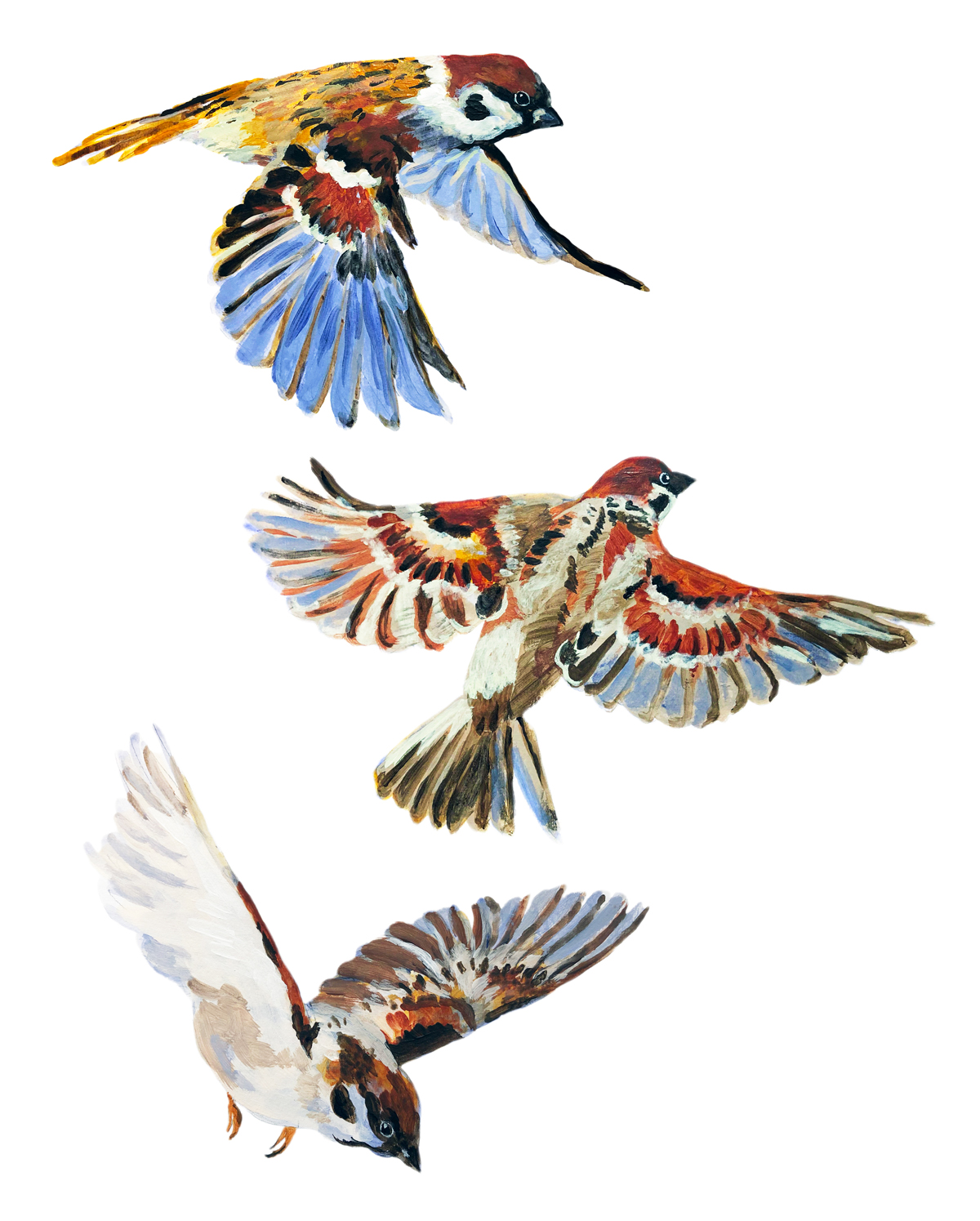 picture for the sparrow painting